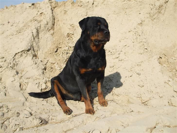 Rottweiler Marco´s Rico - rico sidder model til mor`s dankort :O) billede 5