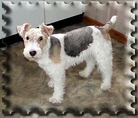 Ruhåret foxterrier Ronja. - September 2006. billede 7