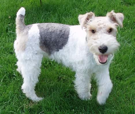 Ruhåret foxterrier Ronja. - Smil til fotografen. billede 8
