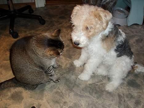 Ruhåret foxterrier Ronja. - "Jeg gider bare ikke lege nu..!" billede 9