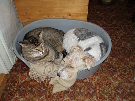 Ruhåret foxterrier Ronja. - "ÆV..! - Hvad man altså må finde sig i..." billede 10