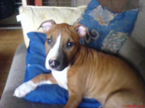 Amerikansk staffordshire terrier Sexy billede 3