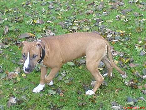 Amerikansk staffordshire terrier Sexy billede 4