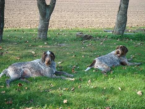Ruhåret hønsehund Freja. - Mor, Tess og søster, Britt. billede 12