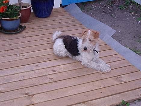 Ruhåret foxterrier Ronja. - Søster, Freja. billede 11