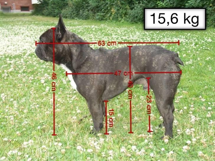 Fransk bulldog Diesel - Lille?!?! Jeg kan da godt være vagthund? billede 8