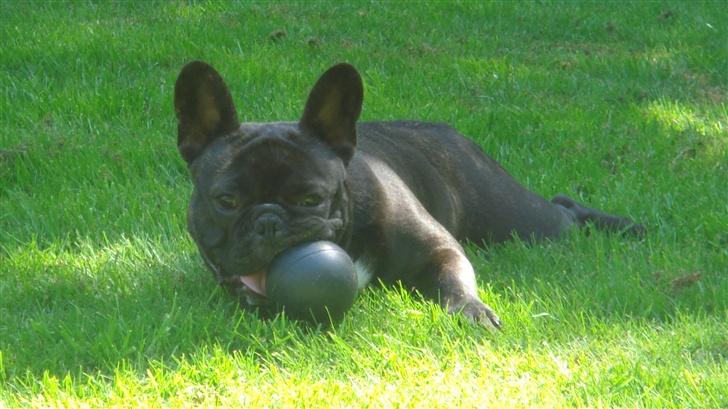 Fransk bulldog Diesel billede 9