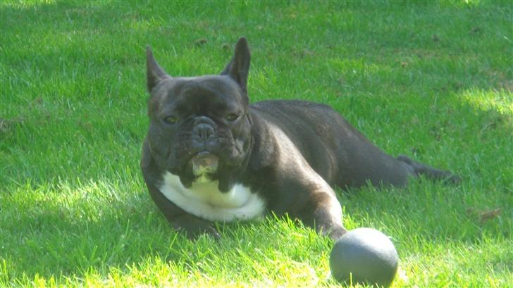 Fransk bulldog Diesel - HVAD!?  billede 10