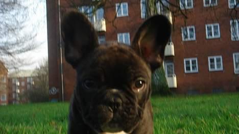 Fransk bulldog Diesel - Store ører? Hvem? Hvor? billede 11