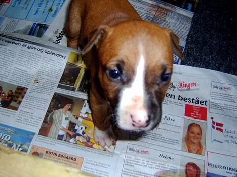 Amerikansk staffordshire terrier Sexy - Hun var så sød! Det her var første gang jeg så hende :) billede 5