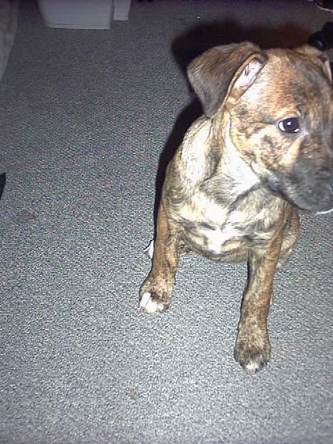 Blanding af racer Xena billede 15