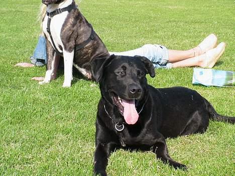 Blanding af racer Xena - Xena´s far billede 16