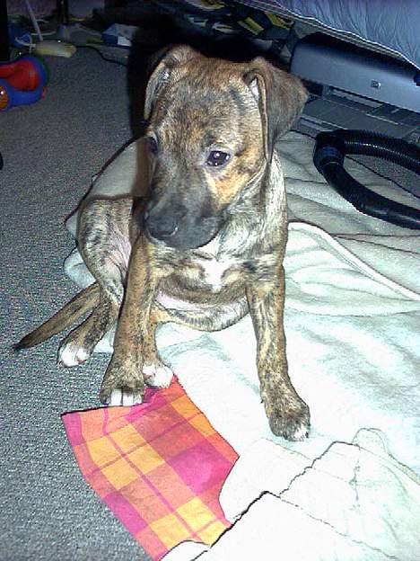 Blanding af racer Xena billede 17