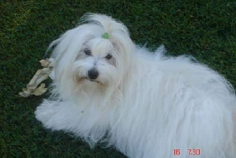Coton de tulear Maggie billede 5
