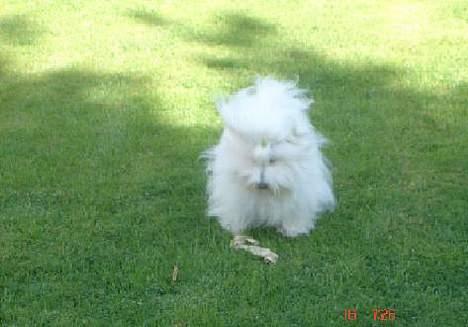 Coton de tulear Maggie billede 6