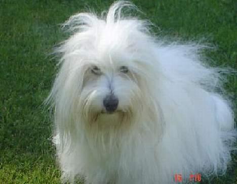 Coton de tulear Maggie billede 7