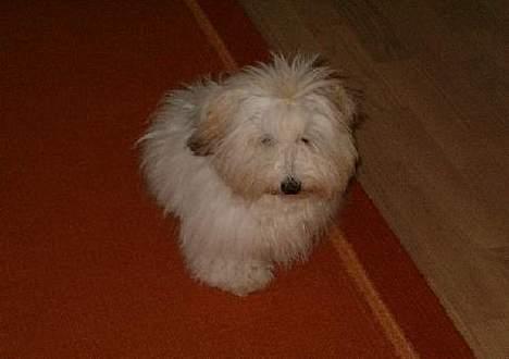 Coton de tulear Maggie billede 8