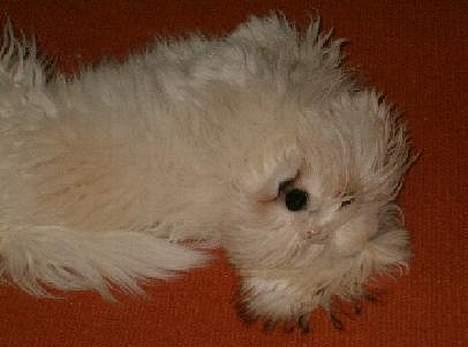 Coton de tulear Maggie billede 9