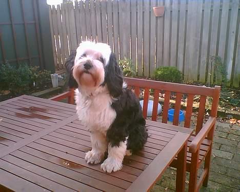 Tibetansk terrier Pumpa (Død d. 01/02-07) billede 1