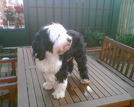 Tibetansk terrier Pumpa (Død d. 01/02-07) billede 2