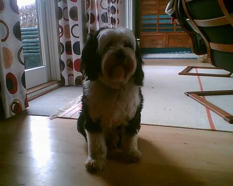 Tibetansk terrier Pumpa (Død d. 01/02-07) billede 3