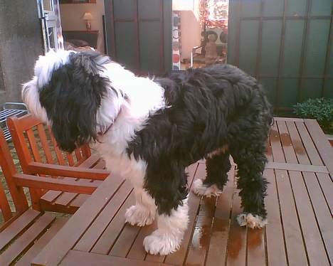 Tibetansk terrier Pumpa (Død d. 01/02-07) billede 4