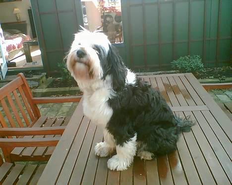 Tibetansk terrier Pumpa (Død d. 01/02-07) billede 5