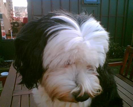 Tibetansk terrier Pumpa (Død d. 01/02-07) billede 6