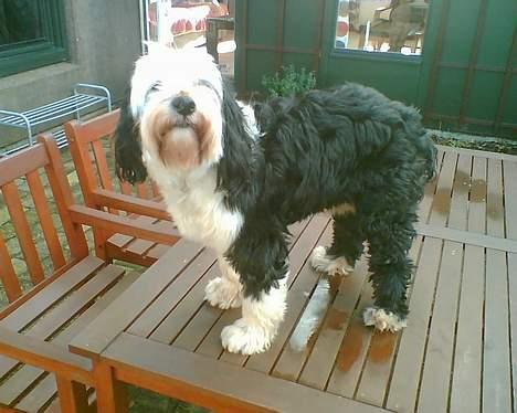 Tibetansk terrier Pumpa (Død d. 01/02-07) billede 7