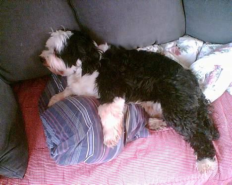 Tibetansk terrier Pumpa (Død d. 01/02-07) billede 9