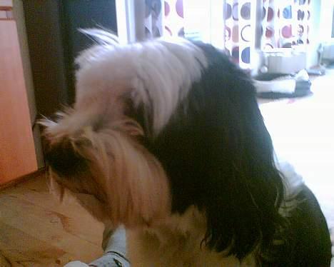 Tibetansk terrier Pumpa (Død d. 01/02-07) billede 10