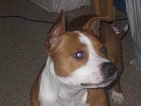 Staffordshire bull terrier Chili billede 2