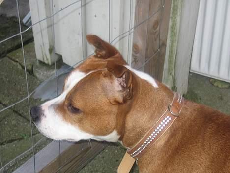 Staffordshire bull terrier Chili - kommer de ikke snart billede 3