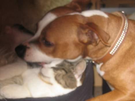 Staffordshire bull terrier Chili - min gode legekammerart milli billede 4