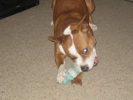 Staffordshire bull terrier Chili billede 5