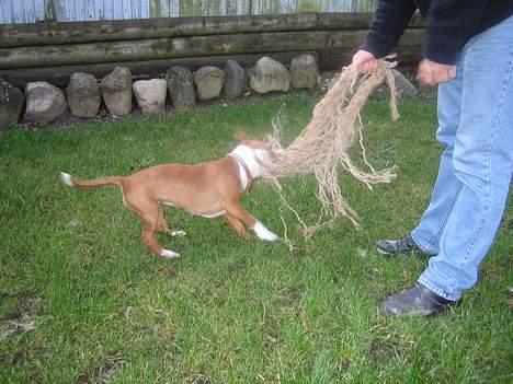 Staffordshire bull terrier Chili - giv mig det tov billede 6