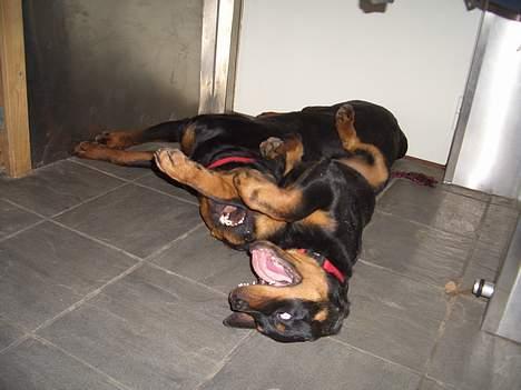 Rottweiler Buddy  - Vi leger bedst på ryggen billede 12