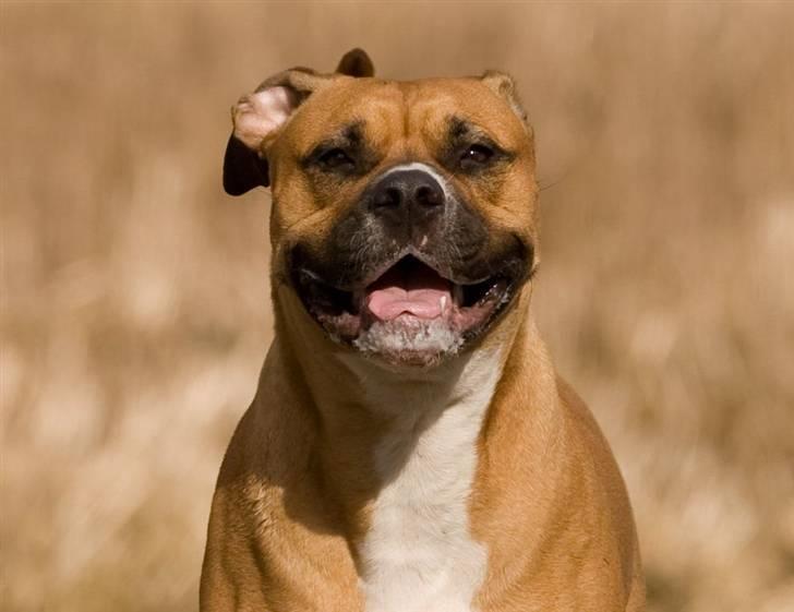 Blanding af racer Lola - Lola 3,5 år billede 1