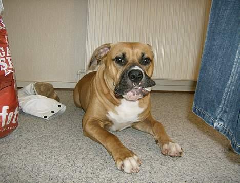 Blanding af racer Lola - Jeg ELSKER at tygge ben billede 2