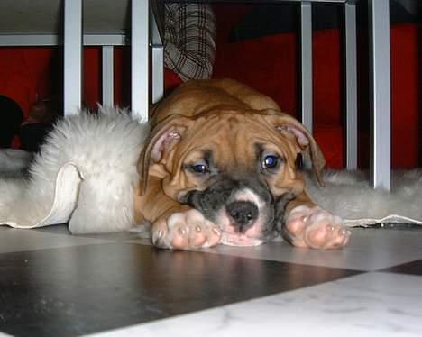 Blanding af racer Lola - Her er hun knap 3 måneder billede 3