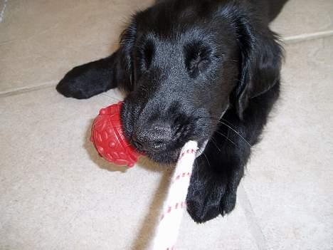 Flat coated retriever Reser's Armani - Se hvor jeg kan trække i snoren billede 19