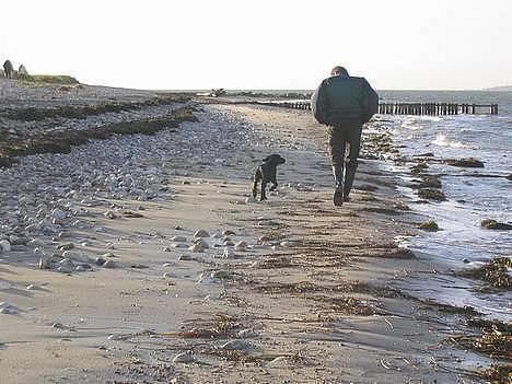 Flat coated retriever Reser's Armani - Farvel Farvel nu smutter jeg afsted med farmand billede 20