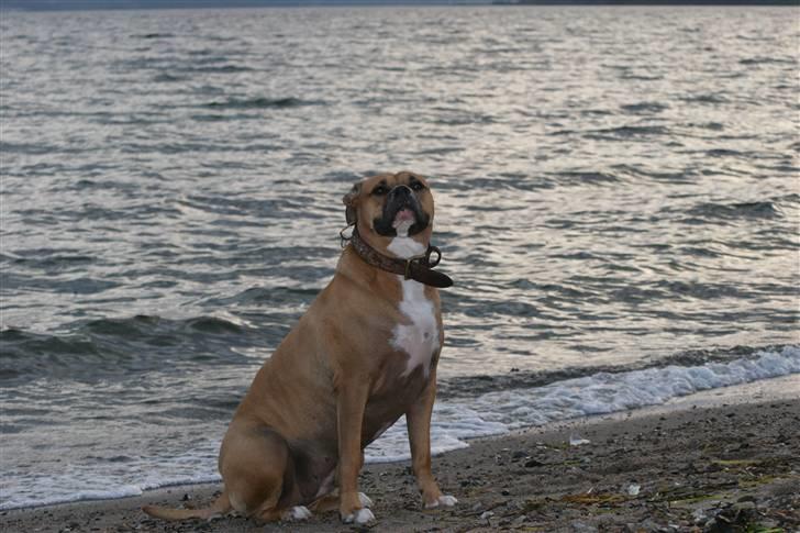 Blanding af racer Lola - strandtur billede 4