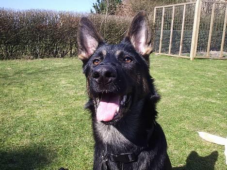 Schæferhund Dj'appes Lea R.I.P - jeg er da dejlige ik??? billede 1