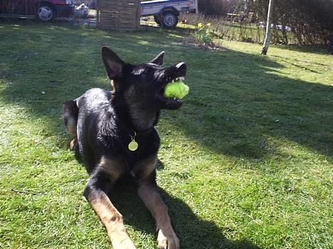 Schæferhund Dj'appes Lea R.I.P - Min bold billede 2