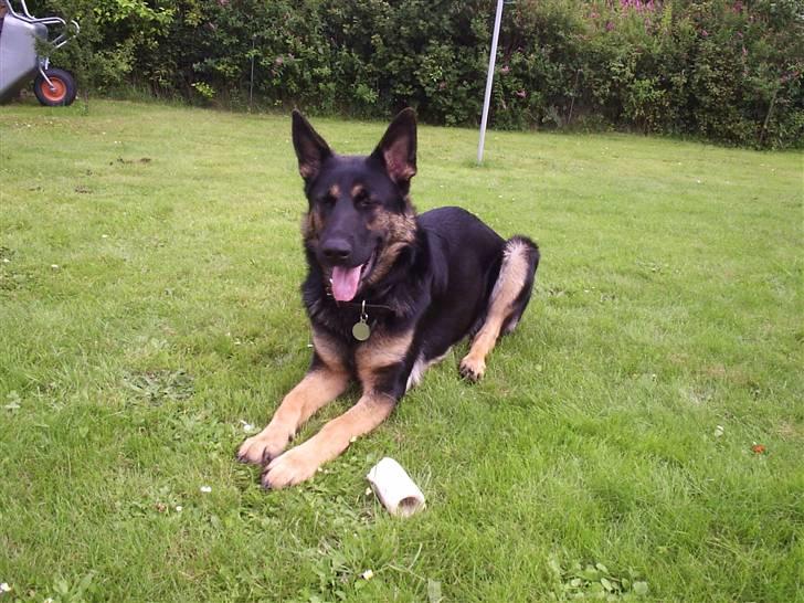 Schæferhund Dj'appes Lea R.I.P - ja jeg er ved at blive stor billede 4