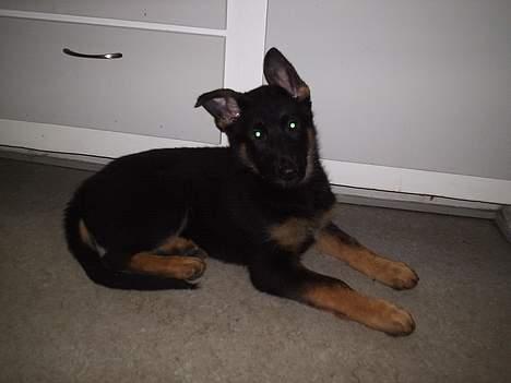 Schæferhund Dj'appes Lea R.I.P billede 5