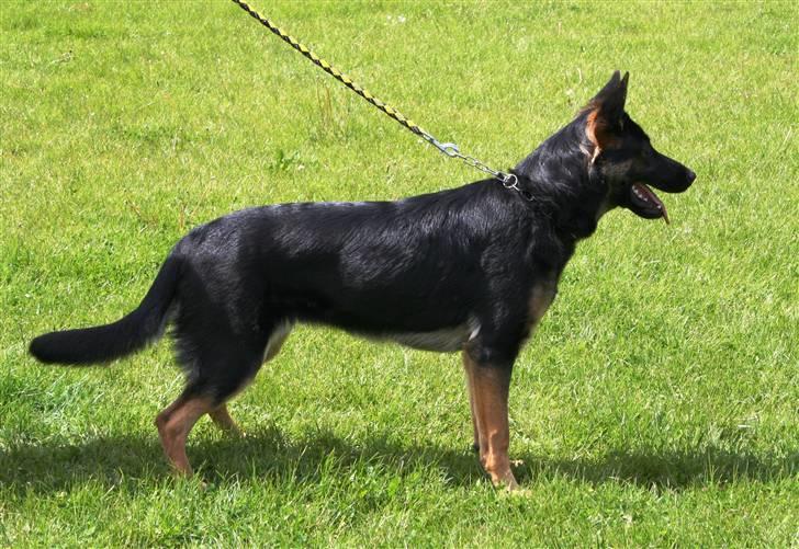 Schæferhund Dj'appes Lea R.I.P - her er jeg i fuld figur billede 7