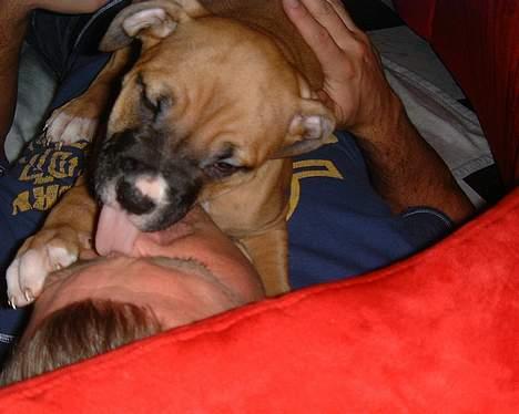 Blanding af racer Lola - Min far får lige et stort kys billede 6