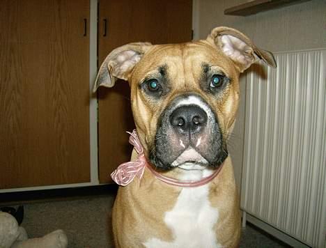 Blanding af racer Lola - Se hvor fin min lyserøde sløjfe er billede 7